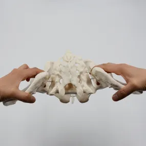1:1 Movable Pelvis Model Sacrum Hip Bone Female Pelvic Bone Can Bend Human Skeleton Anatomy Pelvic Floor Muscles