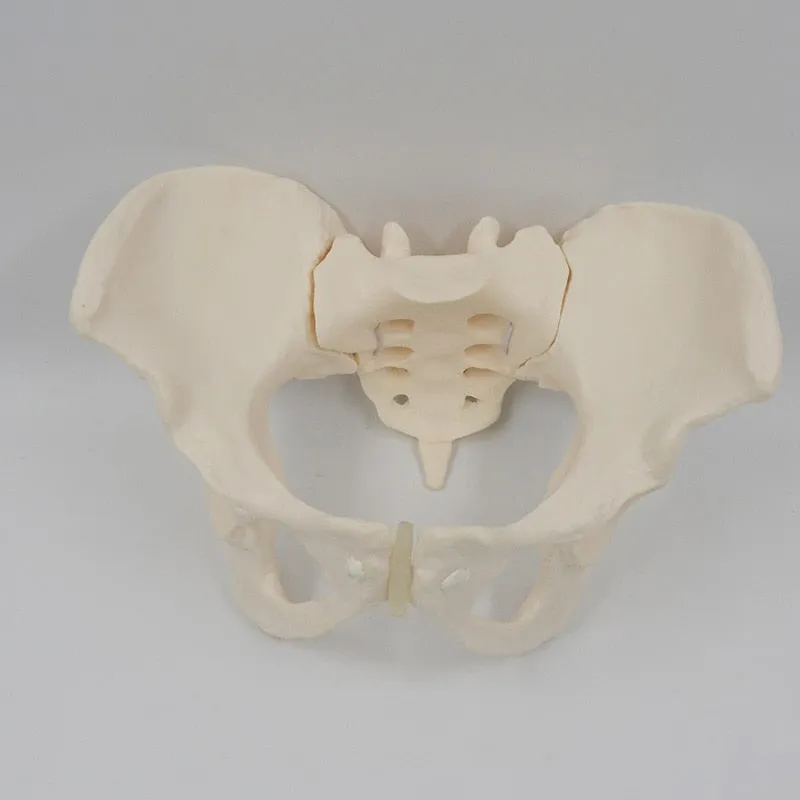 1:1 Movable Pelvis Model Sacrum Hip Bone Female Pelvic Bone Can Bend Human Skeleton Anatomy Pelvic Floor Muscles
