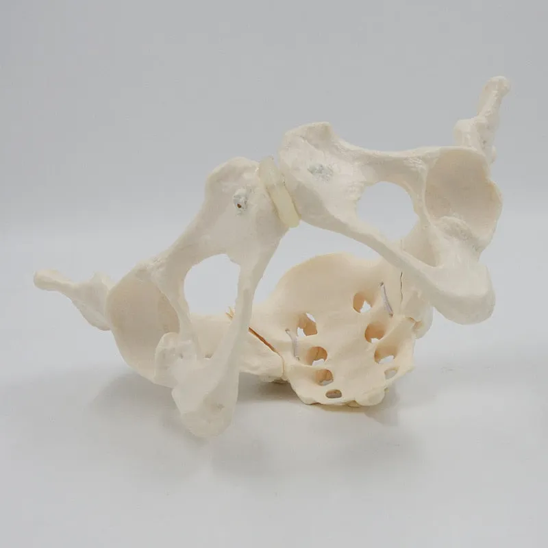 1:1 Movable Pelvis Model Sacrum Hip Bone Female Pelvic Bone Can Bend Human Skeleton Anatomy Pelvic Floor Muscles