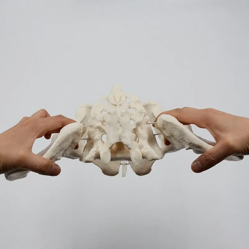 1:1 Movable Pelvis Model Sacrum Hip Bone Female Pelvic Bone Can Bend Human Skeleton Anatomy Pelvic Floor Muscles