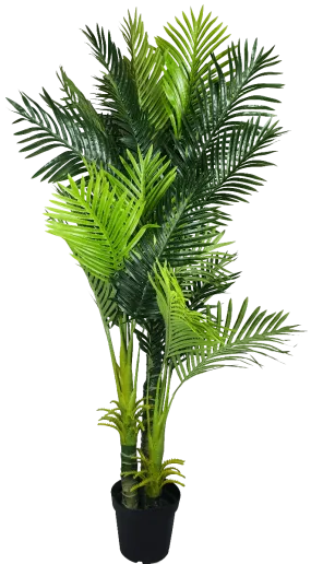 Multi Trunk Hawaii Palm 180cm